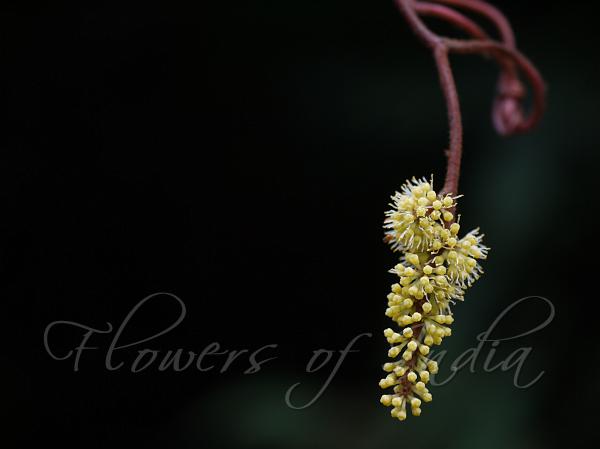 Red-Stemmed Wild Grape-Vine